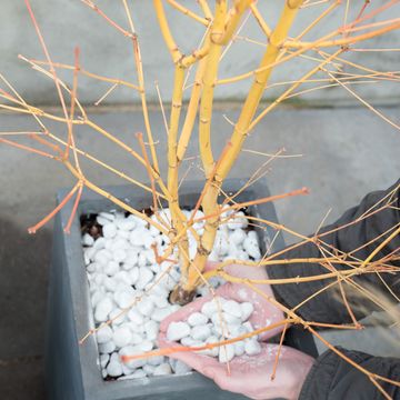 Acer palmatum 'Bi-hoo'