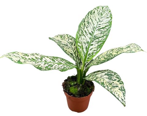 Dieffenbachia 'White Etna'