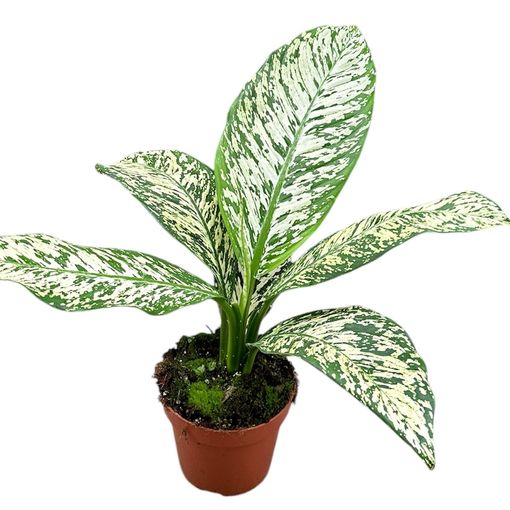 Dieffenbachia 'White Etna'