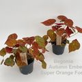 Begonia 'Autumn Ember'