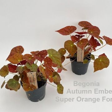 Begonia 'Autumn Ember'