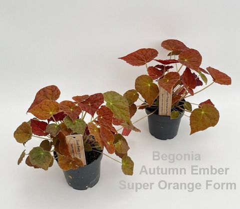 Begonia 'Autumn Ember'