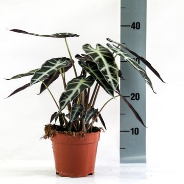 Alocasia BAMBINO ARROW