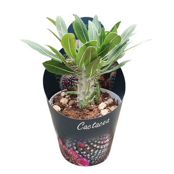 Pachypodium densiflorum