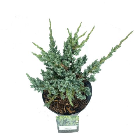 Juniperus squamata 'Meyeri'