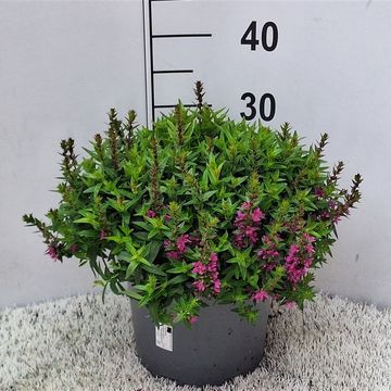 Lythrum salicaria