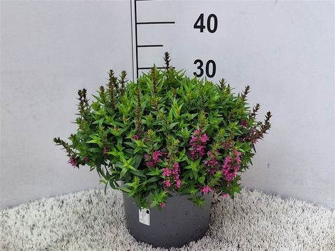 Lythrum salicaria