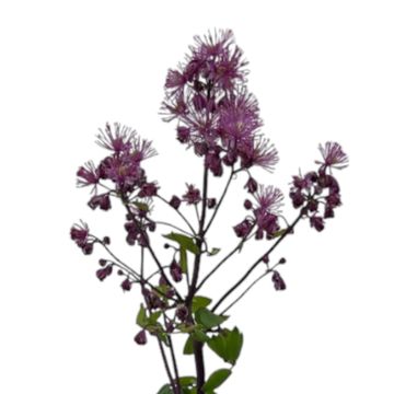 Thalictrum aquilegiifolium 'Thundercloud'