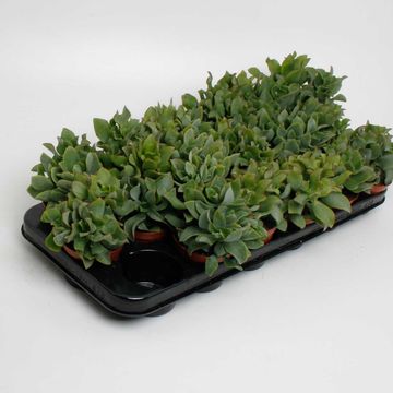 Crassula arborescens cristata