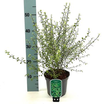 Pittosporum tenuifolium 'Silver Sheen'