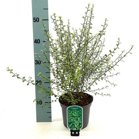 Pittosporum tenuifolium 'Silver Sheen'