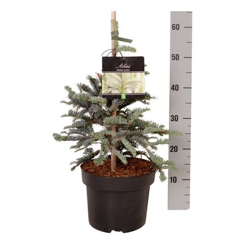 Abies procera 'Глаука'