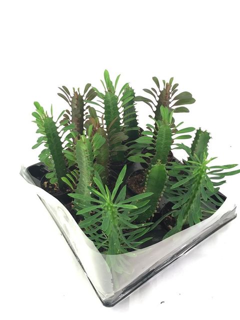Euphorbia trigona MIX