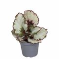 Begonia 'Spirit of Kwale'