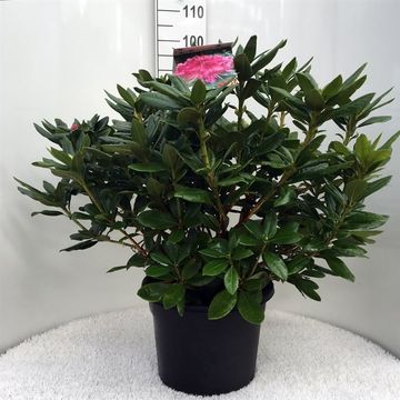 Rhododendron 'Космополитан'