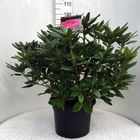 Rhododendron 'Космополитан'