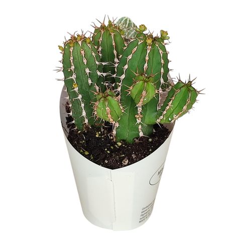 Euphorbia echinus