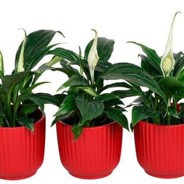 Spathiphyllum wallisii