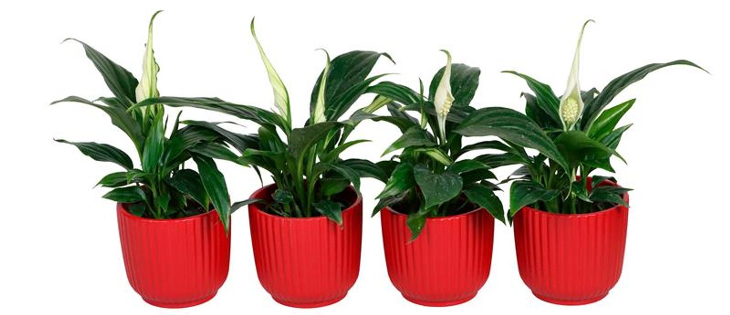 Spathiphyllum wallisii  Pflanzengrohandel FlorAccess