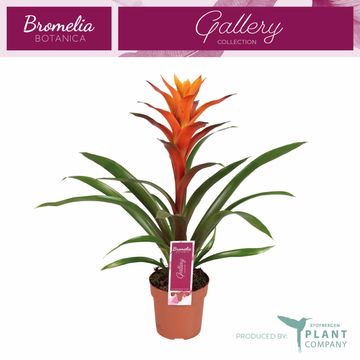 Guzmania 'Variada'