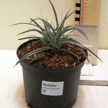 Astelia nervosa 'Westland'