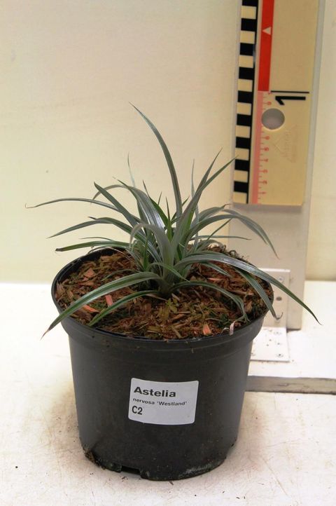 Astelia nervosa 'Westland'