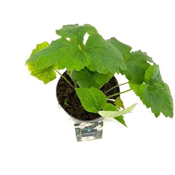 Anemone x hybrida 'Honorine Jobert'