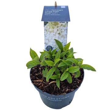 Hydrangea paniculata LIVING MILK & HONEY