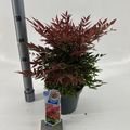 Nandina domestica OBSESSED