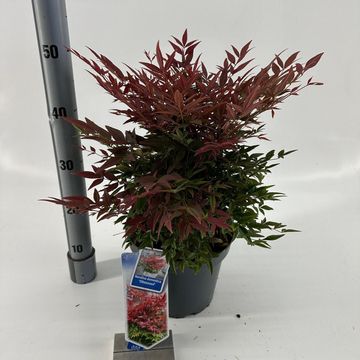 Nandina domestica OBSESSED