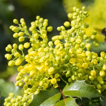 Mahonia eurybracteata 'Soft Caress'