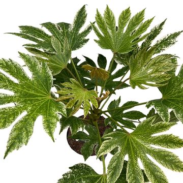 Fatsia japonica 'Spider's Web'