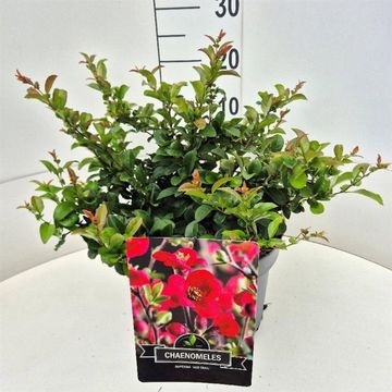 Chaenomeles x superba 'Red Trail'