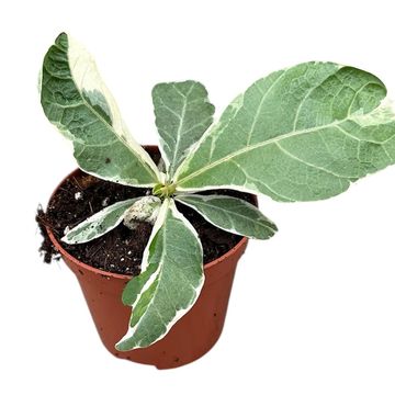 Ficus lyrata 'Variegata'