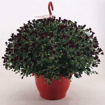 Chrysanthemum SKYFALL RED