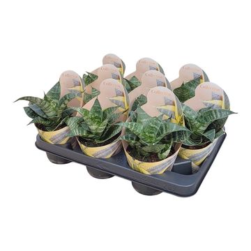 Sansevieria trifasciata 'Green Hahnii'