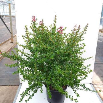 Escallonia 'Apple Blossom'