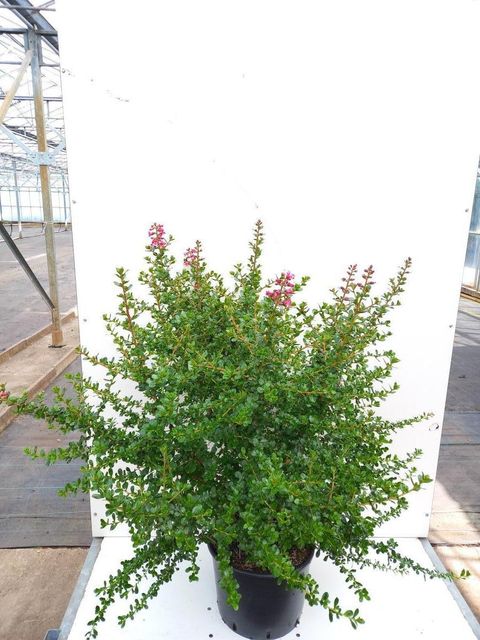 Escallonia 'Apple Blossom'