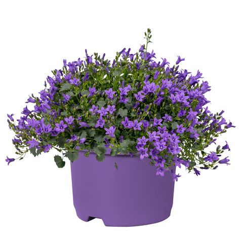 Campanula portenschlagiana KOSEA KRIS