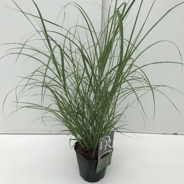 Miscanthus sinensis 'Фламинго'