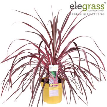 Cordyline FESTIVAL RASPBERRY