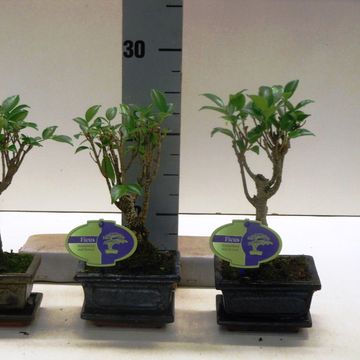 Ficus retusa