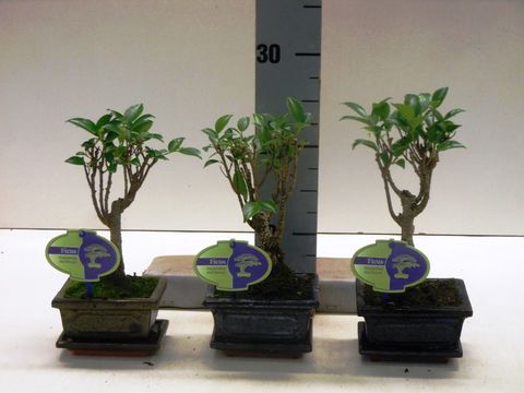 Ficus retusa