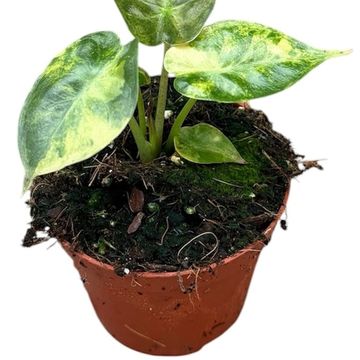Alocasia wentii 'Aurea'