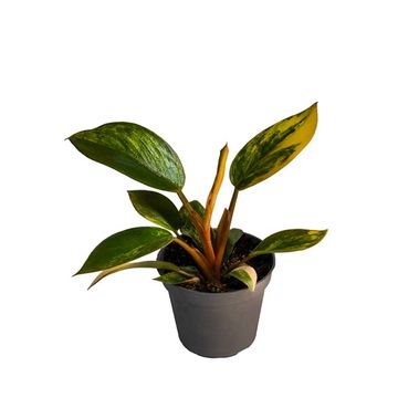 Філодендрон 'Red Gongo Variegata'