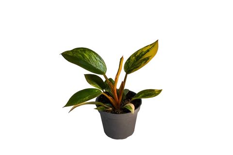 Филодендрон 'Red Gongo Variegata'