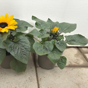 Helianthus annuus 'Petisol'