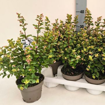 Symphoricarpos MAGICAL GALAXY
