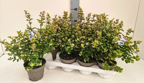 Symphoricarpos MAGICAL GALAXY