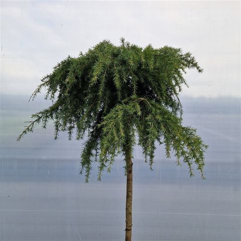 Cedrus deodara 'Feelin' Blue' — Plant Wholesale FlorAccess